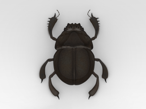 Scarab 3D मॉडल