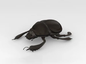Scarab 3D Model