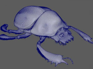 Scarab 3D Model