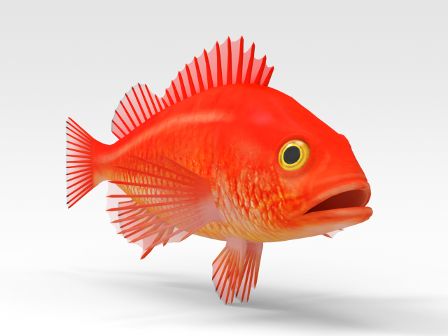 Gold fish Modèle 3D .c4d .max .obj .3ds .fbx .stl .blend 