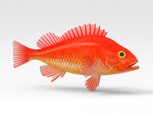 Gold fish Modèle 3D