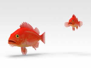 Gold fish Modèle 3D