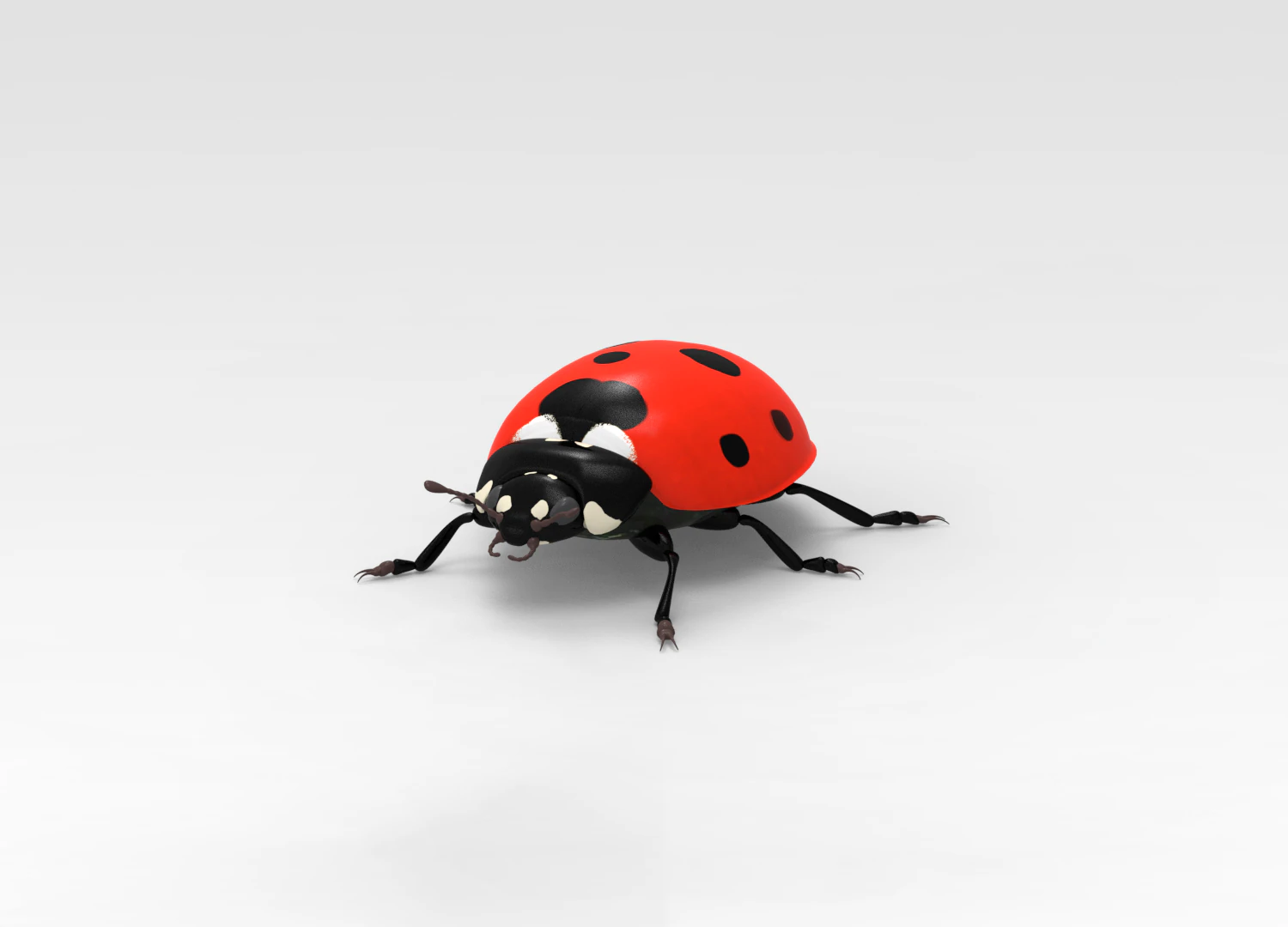 Ladybug 3D Model .c4d .max .obj .3ds .fbx .stl .blend 