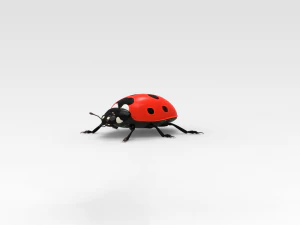 Ladybug 3D Model