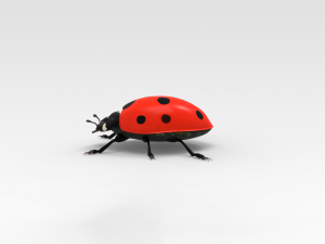 Ladybug 3D मॉडल