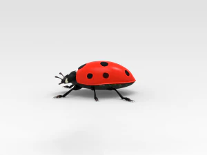 Ladybug 3D Model