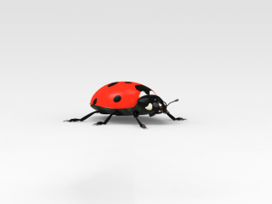 Ladybug 3D मॉडल