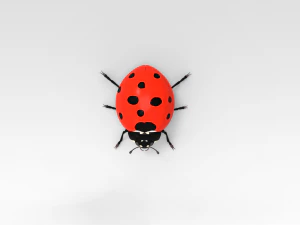 Ladybug 3D Model