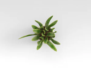 Pot Plant 3D Model