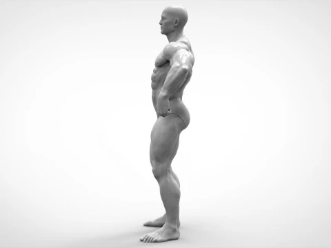 Bodybuilder Pose Anatomy 3D Print Model