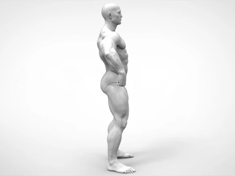 Bodybuilder Pose Anatomy 3D Print Model