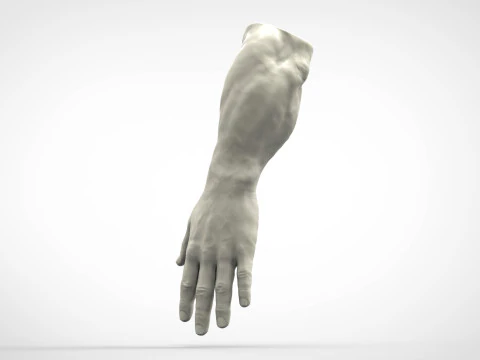 Mano humana realista Modelo de impresión 3D