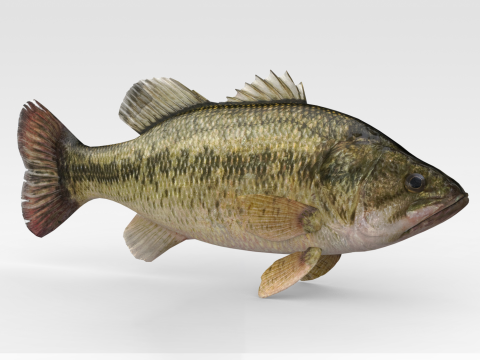 Bass Fish Model 3D