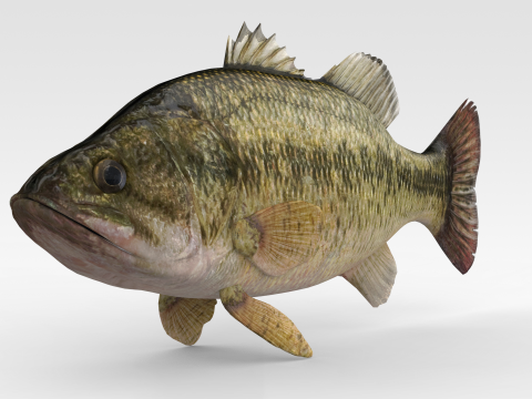 Bass Fish 3Dモデル
