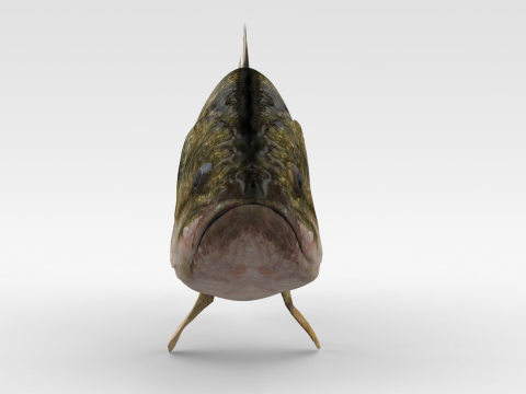 Bass Fish 3Dモデル