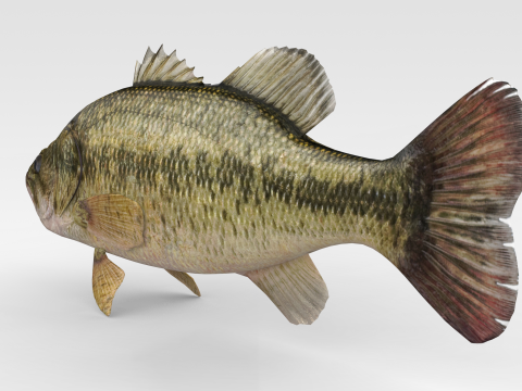 Bass Fish 3Dモデル