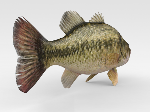 Bass Fish 3Dモデル