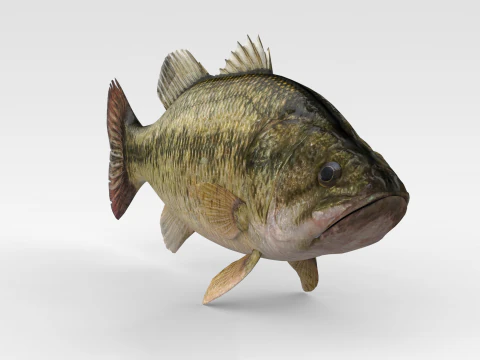 バスフィッシュ 3Dモデル