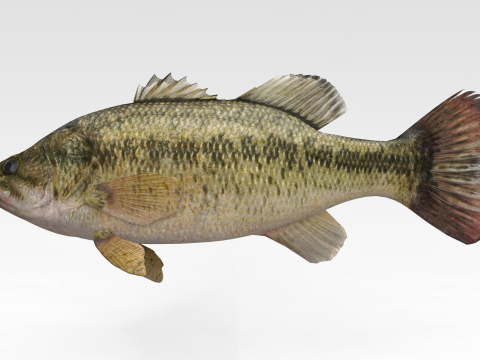 Bass Fish 3Dモデル