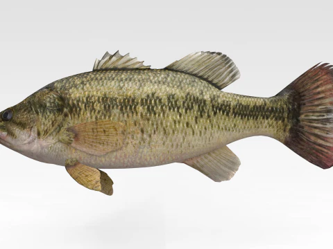 バスフィッシュ 3Dモデル