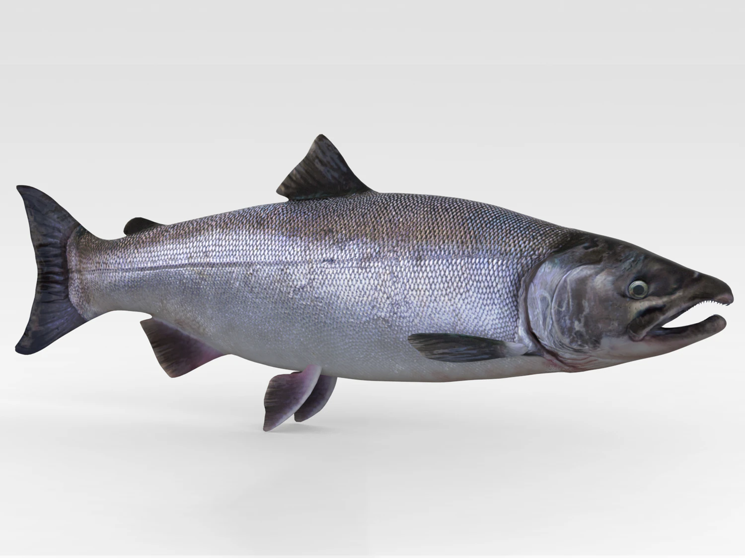 Peixe Salm&atilde;o Modelo 3D .c4d .max .obj .3ds .fbx .stl .blend 
