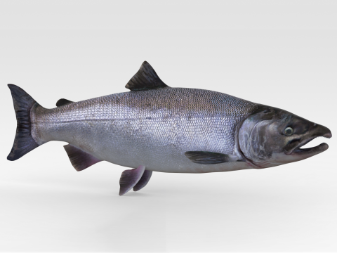 Salmon Fish Model 3D