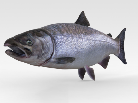 Salmon Fish Modello 3D