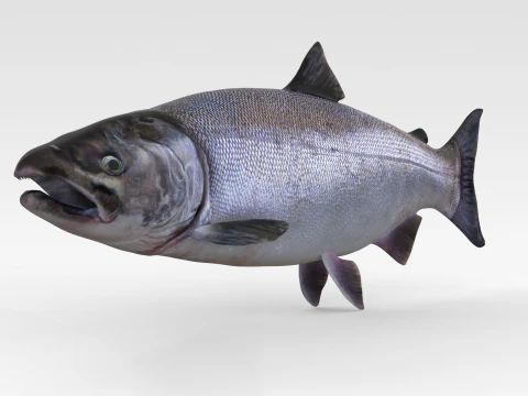 Peixe Salm&atilde;o Modelo 3D