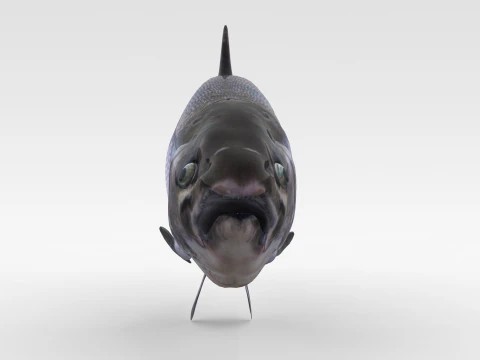 Peixe Salm&atilde;o Modelo 3D