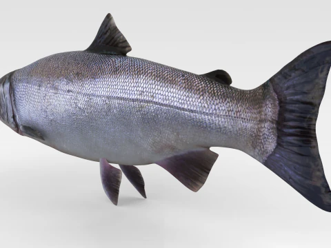 Peixe Salm&atilde;o Modelo 3D