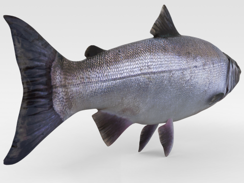 Salmon Fish Modello 3D