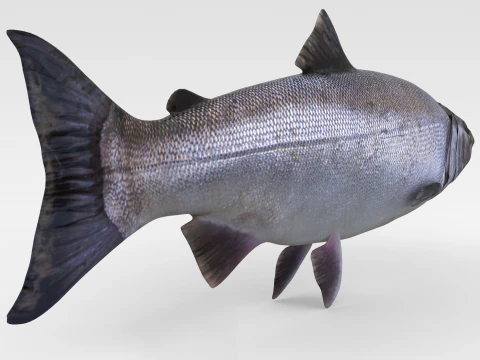 Peixe Salm&atilde;o Modelo 3D