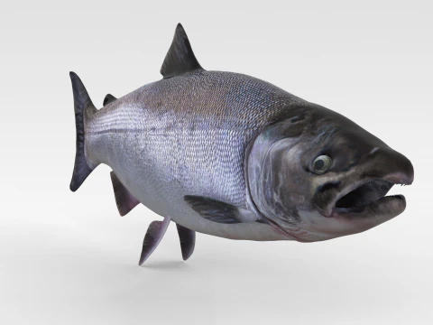 Peixe Salm&atilde;o Modelo 3D