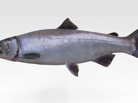 Salmon Fish Modello 3D
