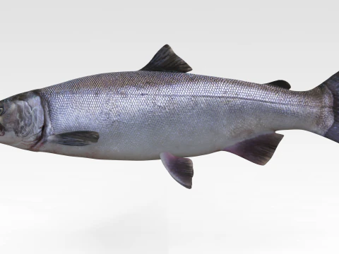 Peixe Salm&atilde;o Modelo 3D