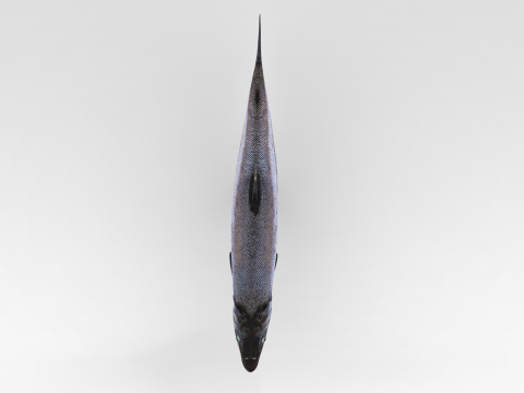 Salmon Fish Modello 3D