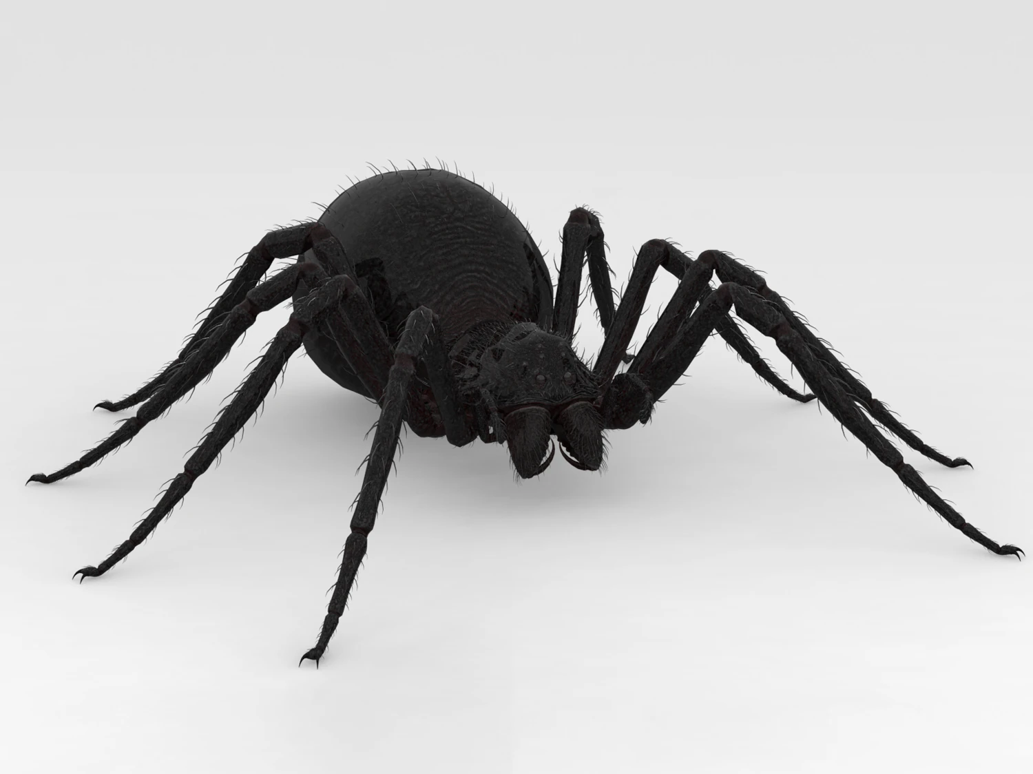 Giant Spider 3D Model .c4d .max .obj .3ds .fbx .stl .blend 