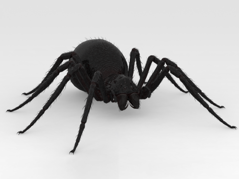 Giant Spider 3D मॉडल