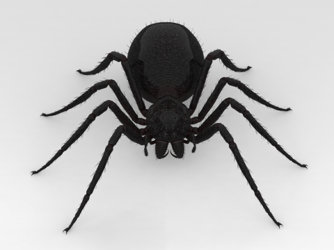 Giant Spider 3D Model
