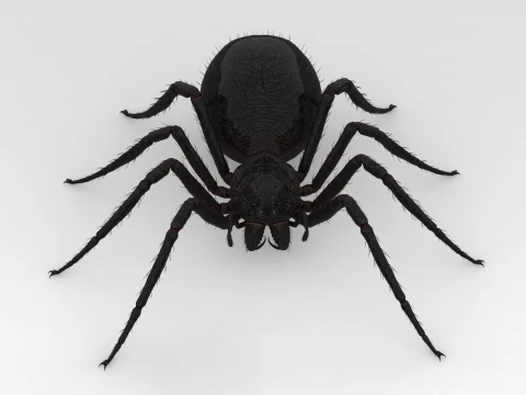 Giant Spider 3D Model