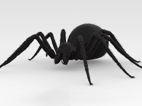 Giant Spider 3D Model