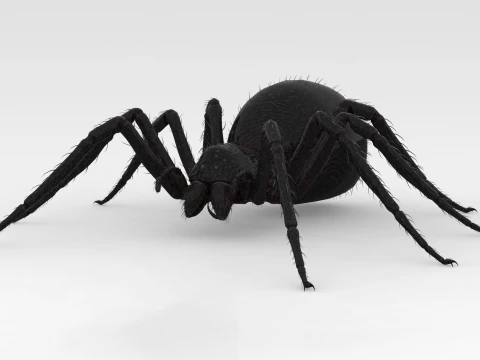 Giant Spider 3D Model