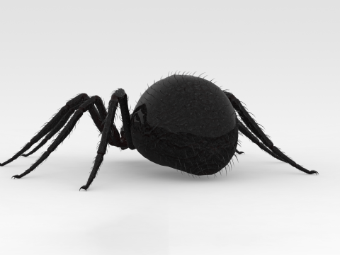 Giant Spider 3D Model