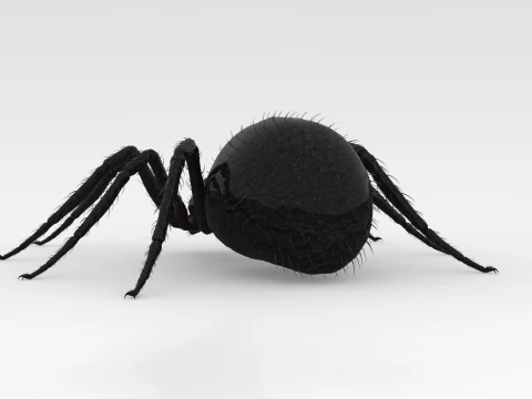 Giant Spider 3D Model