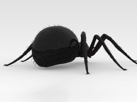Giant Spider 3D Model