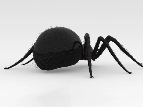 Giant Spider 3D Model