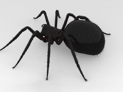 Giant Spider 3D Model