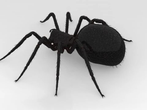 Giant Spider 3D Model