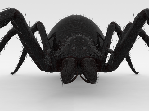 Giant Spider 3D Model