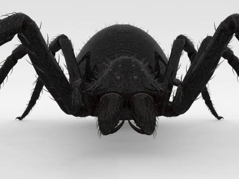 Giant Spider 3D Model